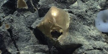 A ‘Golden Orb’ on the Ocean Floor Came From a Mysterious Animal
