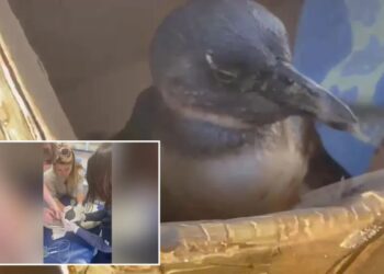 Rescuers save critically endangered penguin found face-down on beach
