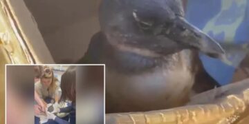 Rescuers save critically endangered penguin found face-down on beach