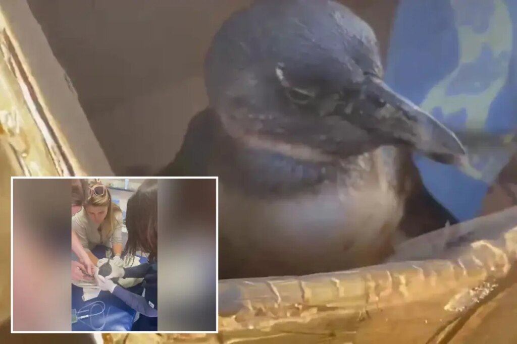 Rescuers save critically endangered penguin found face-down on beach
