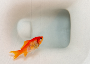 Flushed Pet Goldfish Are Growing Into Lake-Destroying Monsters