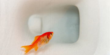 Flushed Pet Goldfish Are Growing Into Lake-Destroying Monsters