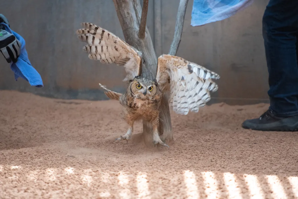A great horned owl waking up from anesthesia, flapping its wings in an aviary.