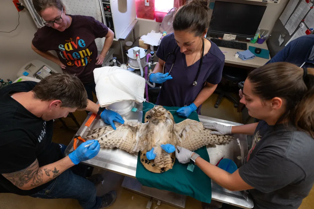 Veterinary staff performing surgery on a great horned owl.