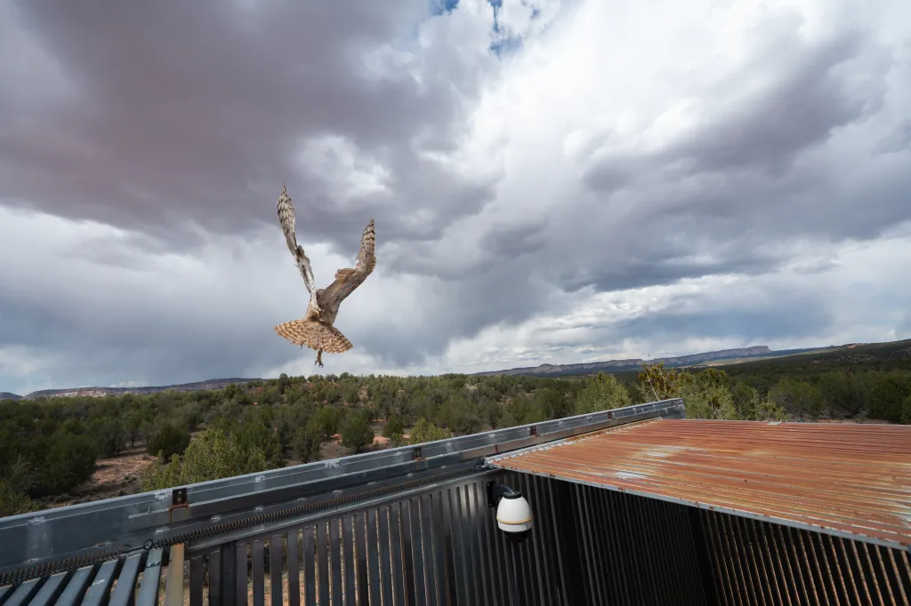 A great horned owl flies to freedom over a forested landscape with distant mountains.