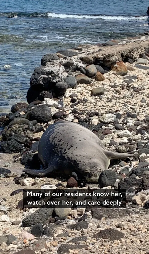 An endangered monk seal lies on a rocky beach next to the ocean.
