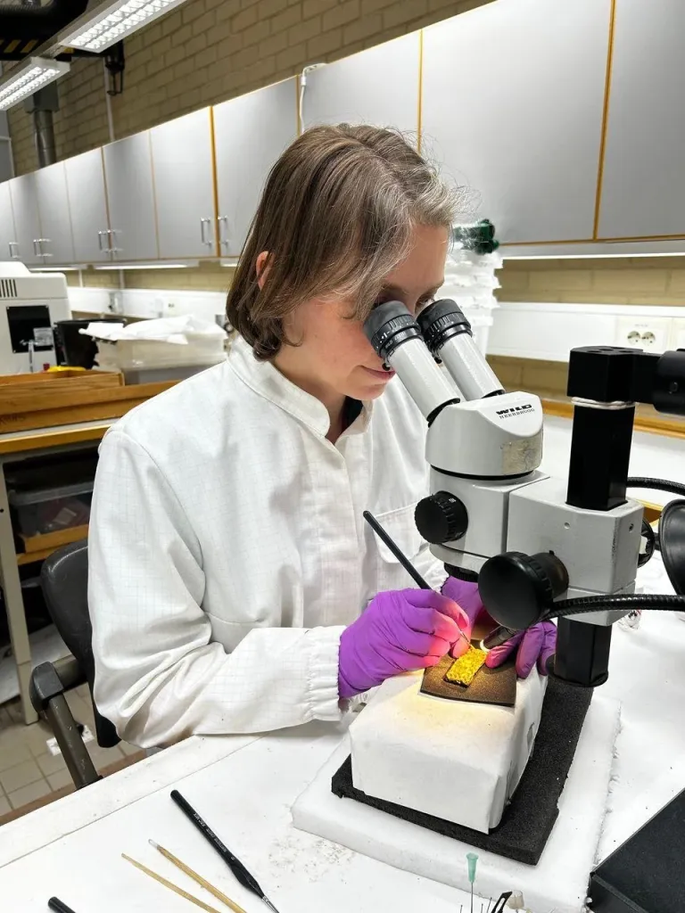 Researcher Hege Hollund cleaning a gold artifact with a microscope.