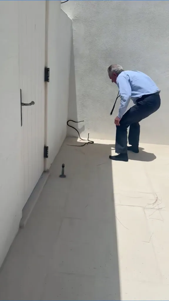 Robert F. Kennedy Jr. bending over to pick up a black racer snake.
