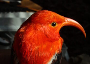 Building Nests Is Hard. That’s Why Some Birds Steal.