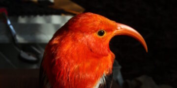 Building Nests Is Hard. That’s Why Some Birds Steal.