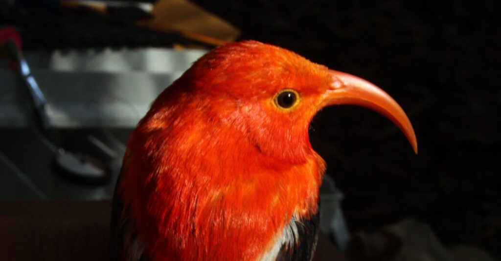 Building Nests Is Hard. That’s Why Some Birds Steal.
