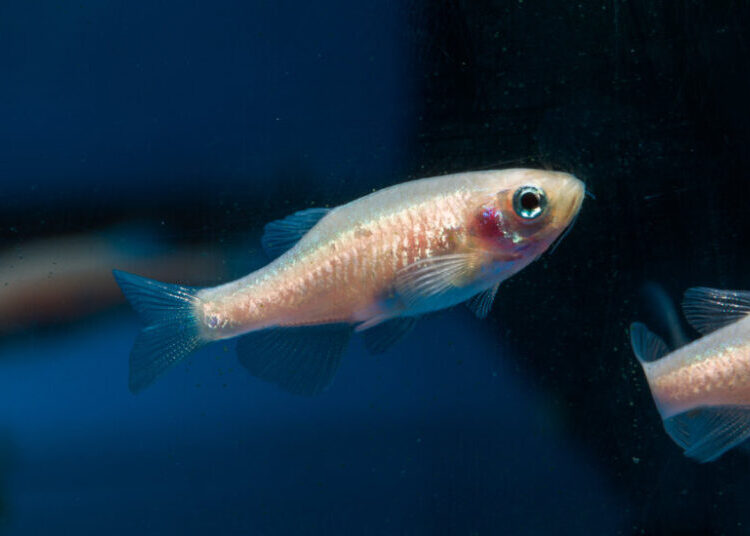 Fish Sleep a Lot Like Us. (They Even Nap.)