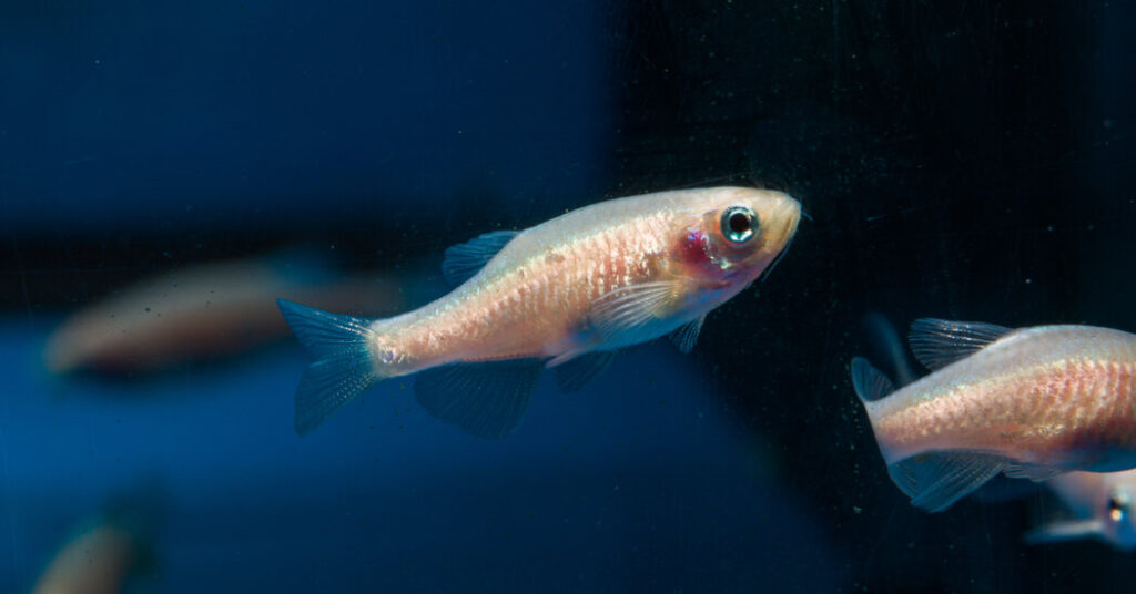 Fish Sleep a Lot Like Us. (They Even Nap.)