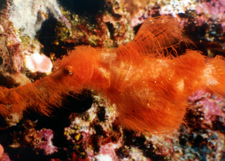 Scientists Discovered a Fish So Cute and Fuzzy, They Named It After a Sesame Street Character