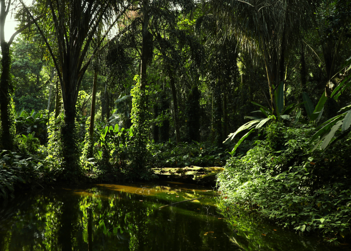 Scientists Discovered a Brazilian Tree With an Unexpected Superpower