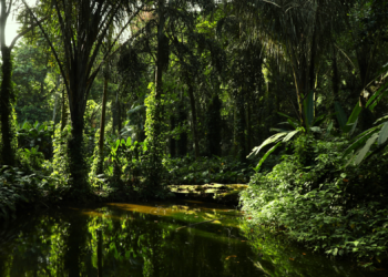 Scientists Discovered a Brazilian Tree With an Unexpected Superpower