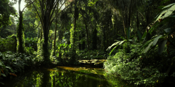 Scientists Discovered a Brazilian Tree With an Unexpected Superpower