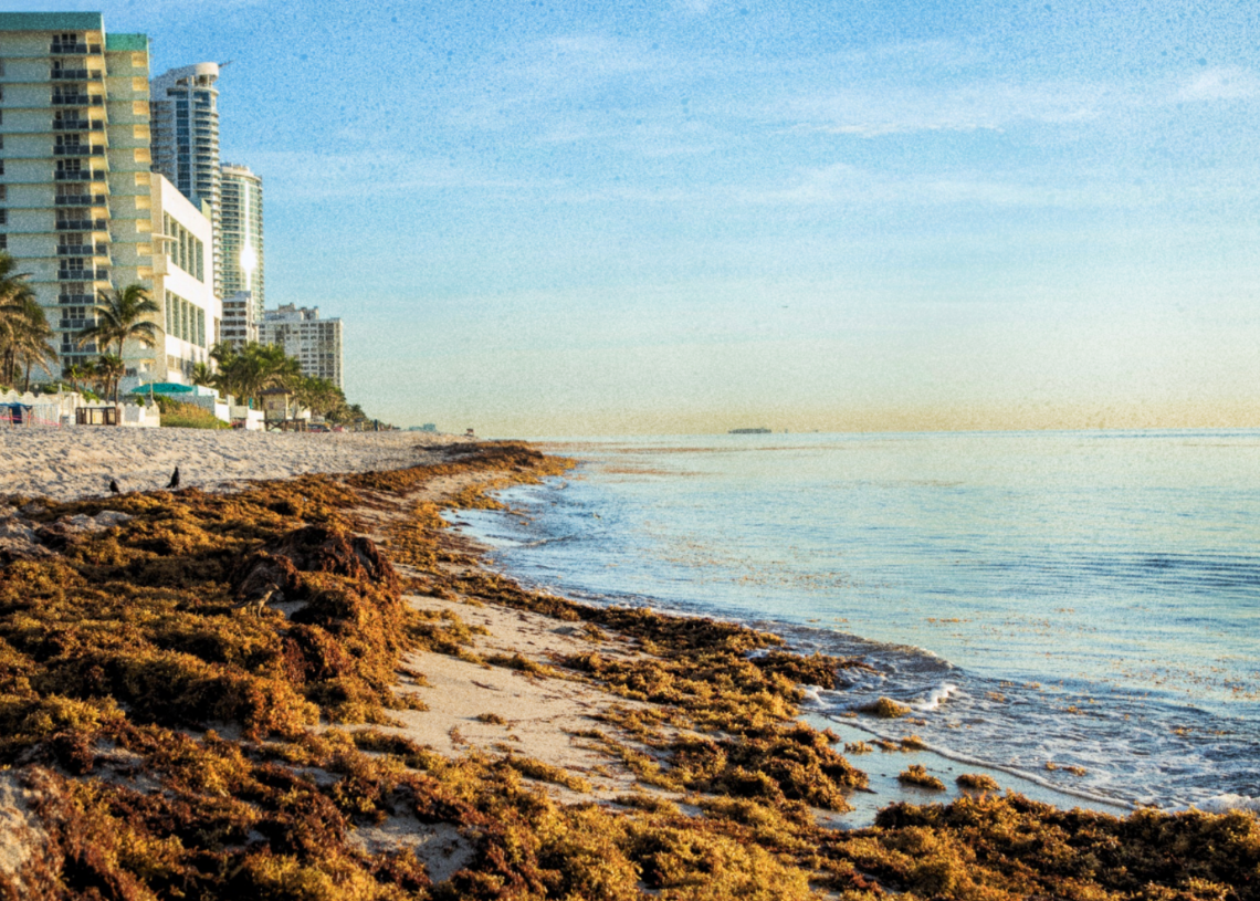 Scientists Found a Strange Use for All That Gross Seaweed Choking the Beach