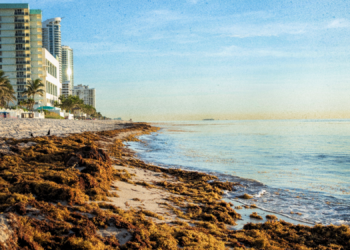 Scientists Found a Strange Use for All That Gross Seaweed Choking the Beach