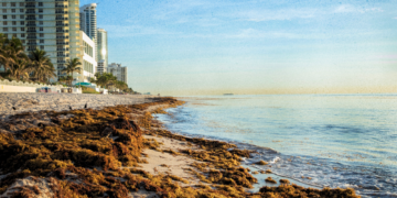 Scientists Found a Strange Use for All That Gross Seaweed Choking the Beach