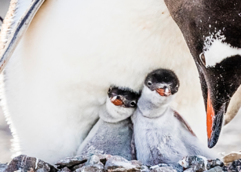 Scientists Just Realized We’ve Been Wrong About Penguins for Decades
