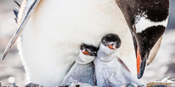 Scientists Just Realized We’ve Been Wrong About Penguins for Decades