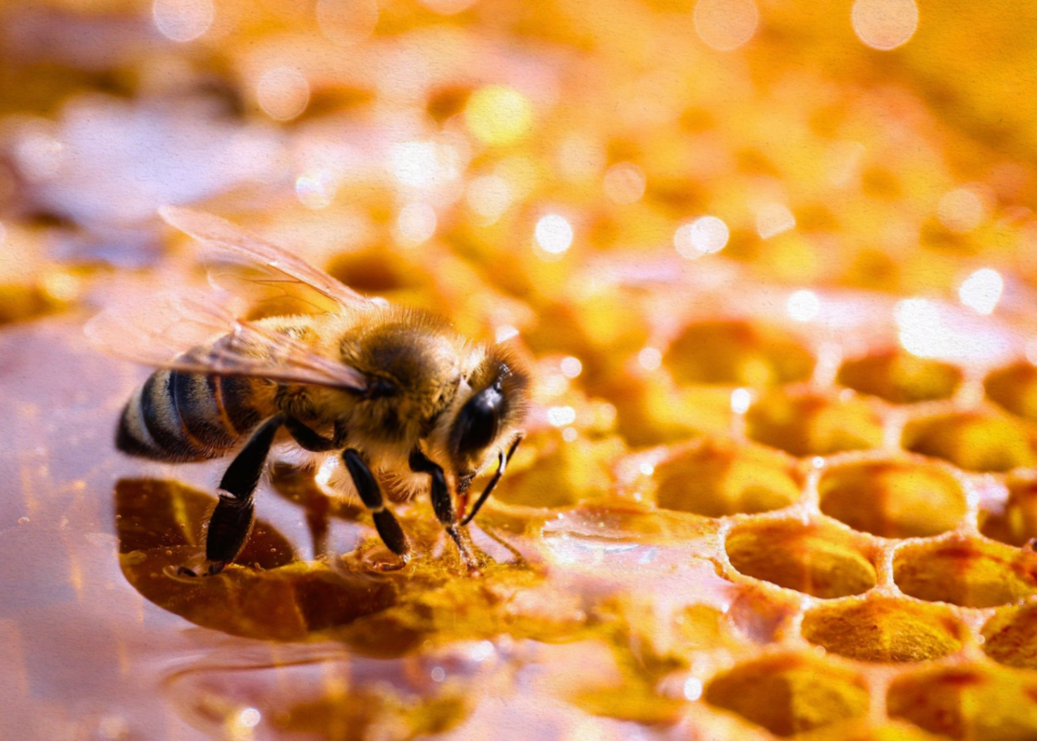 Scientists Just Discovered a Surprising New Talent in Bees