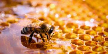 Scientists Just Discovered a Surprising New Talent in Bees