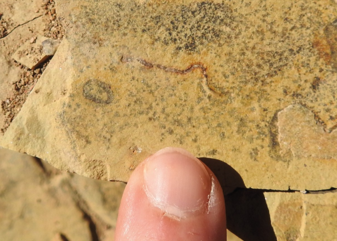 Scientists May Have Been Wrong About Earth’s Oldest Animal This Whole Time