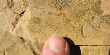 Scientists May Have Been Wrong About Earth’s Oldest Animal This Whole Time