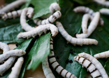 Scientists Figured Out How to Make Body Armor Out of Silkworm Silk