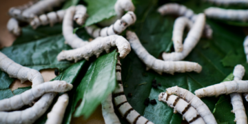 Scientists Figured Out How to Make Body Armor Out of Silkworm Silk