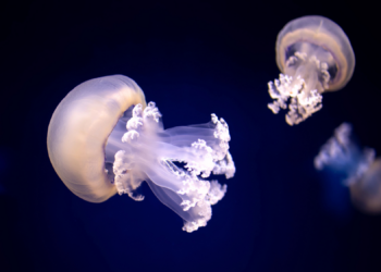 The Jellyfish Fishermen Throw Away Might Soon Be on Your Face