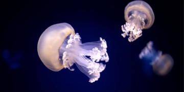 The Jellyfish Fishermen Throw Away Might Soon Be on Your Face
