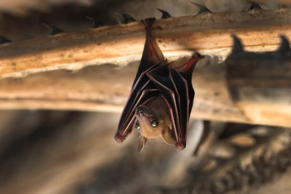 A small bat (Pteropus) hanging upside down from a spiky branch.