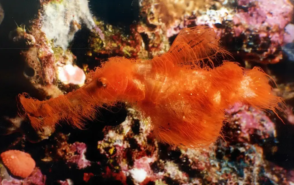 Snuffy Hairy Ghost Pipefish blending into a coral reef.