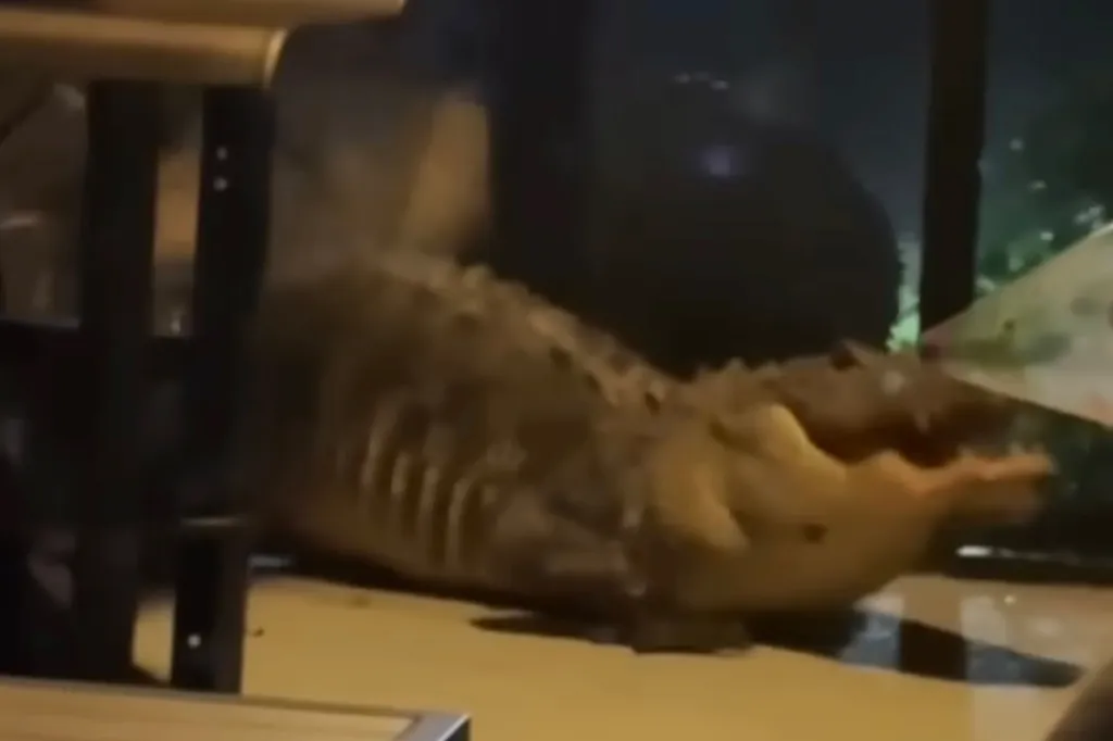 Wildlife experts told WINK that while two gators brawling on a front porch may seem alarming, during mating season — which is in full swing right now — it is far from unheard of.