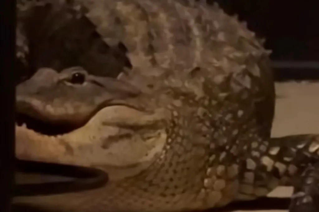 During the fight, the gators slammed each other through the screen enclosure, leaving a trail of blood, shredded mesh and twisted metal behind.
