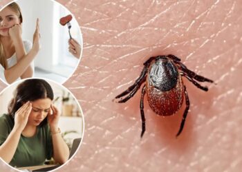 Meat allergies, confusion, vomiting — 5 diseases you can get from ticks as ER visits spike