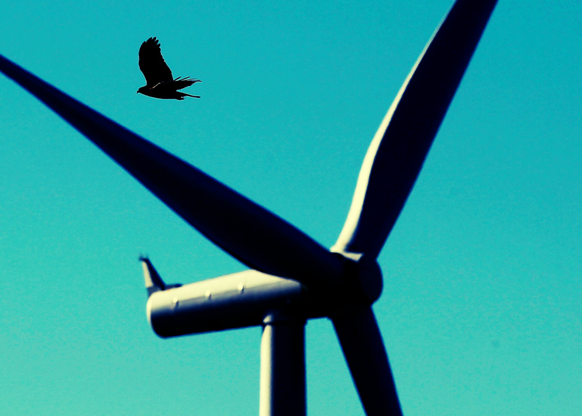 The Odd Plan Scientists Have to Prevent Birds From Exploding Mid-Flight
