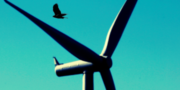 The Odd Plan Scientists Have to Prevent Birds From Exploding Mid-Flight