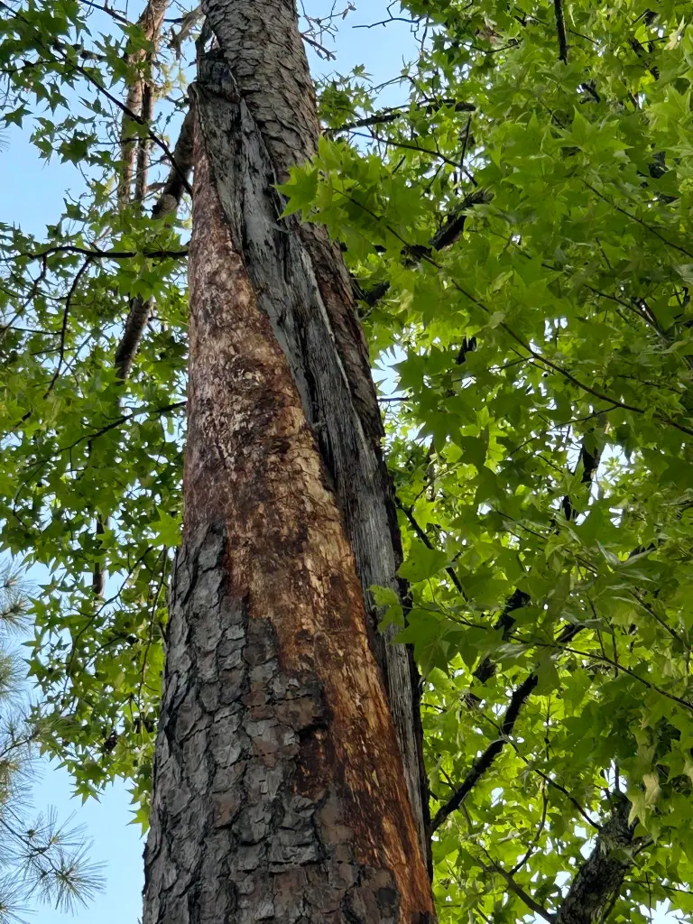 Wyche was standing under a pine tree during a storm when the lightning struck.