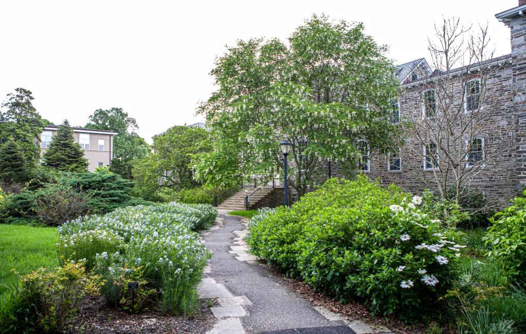 A paved path in a garden leading to stone stairs to Trotter Hall at Swarthmore College.