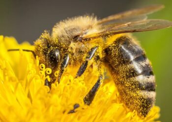 After firing scientists saving America’s bees, Trump is closing their lab