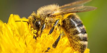 After firing scientists saving America’s bees, Trump is closing their lab