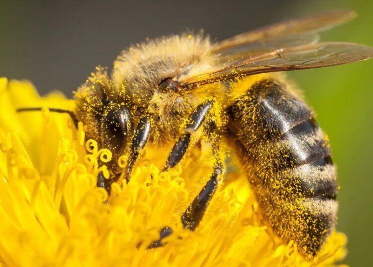 After firing scientists saving America’s bees, Trump is closing their lab