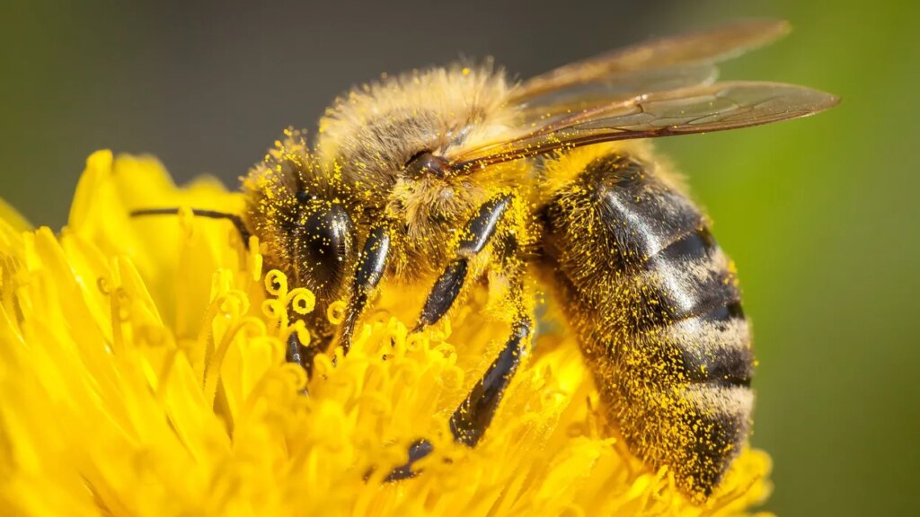 After firing scientists saving America’s bees, Trump is closing their lab