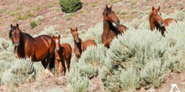 GOP-backed bill accidentally forces states to legalize horse meat: analyst