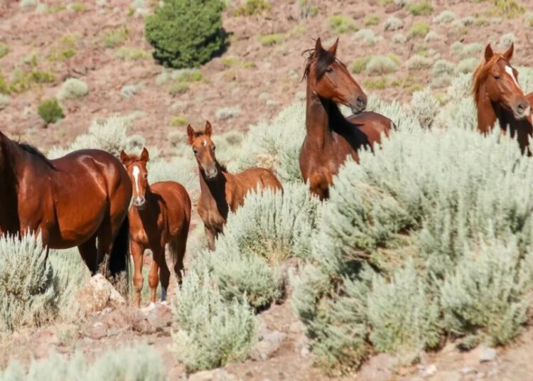 GOP-backed bill accidentally forces states to legalize horse meat: analyst