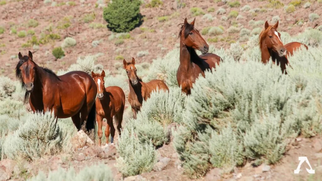 GOP-backed bill accidentally forces states to legalize horse meat: analyst